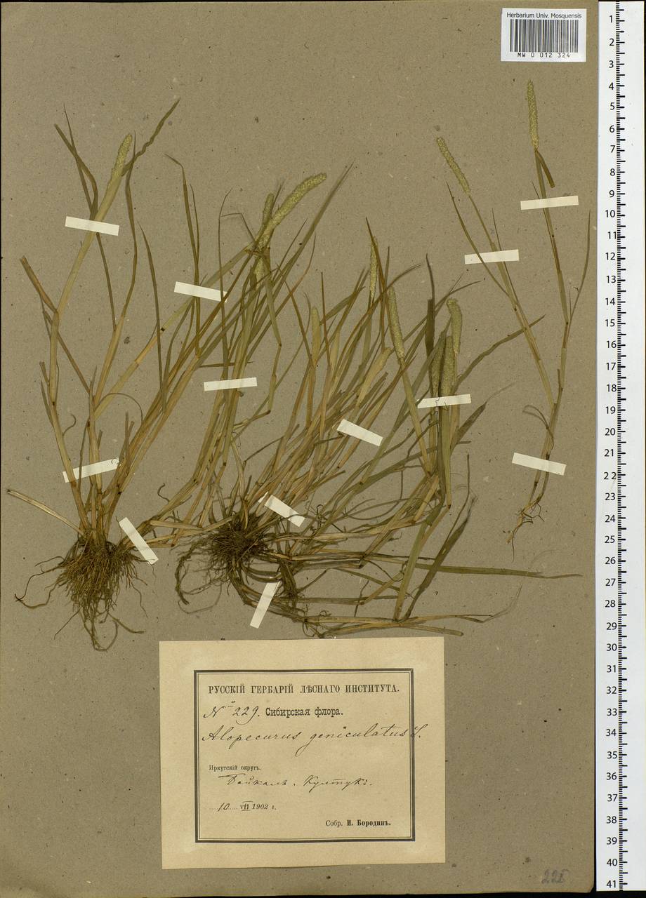 Alopecurus geniculatus L., Siberia, Baikal & Transbaikal region (S4) (Russia)