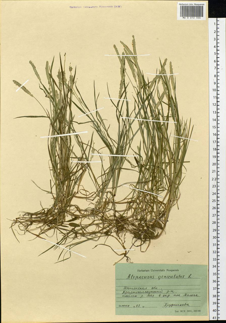 Alopecurus geniculatus L., Siberia, Western Siberia (S1) (Russia)