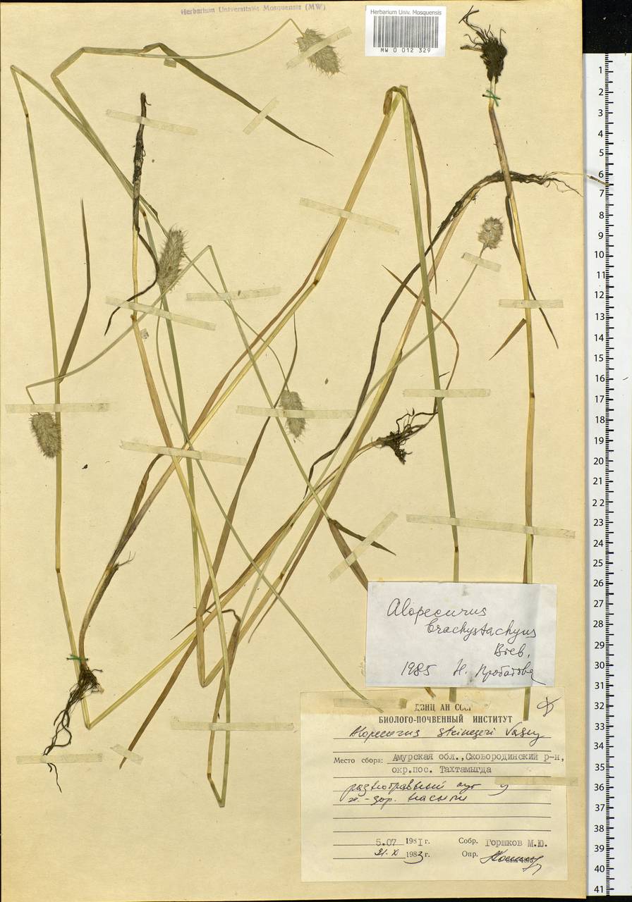 Alopecurus brachystachyus M.Bieb., Siberia, Russian Far East (S6) (Russia)