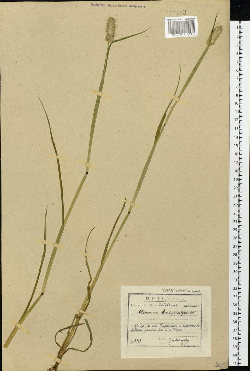 Alopecurus brachystachyus M.Bieb., Siberia, Baikal & Transbaikal region (S4) (Russia)