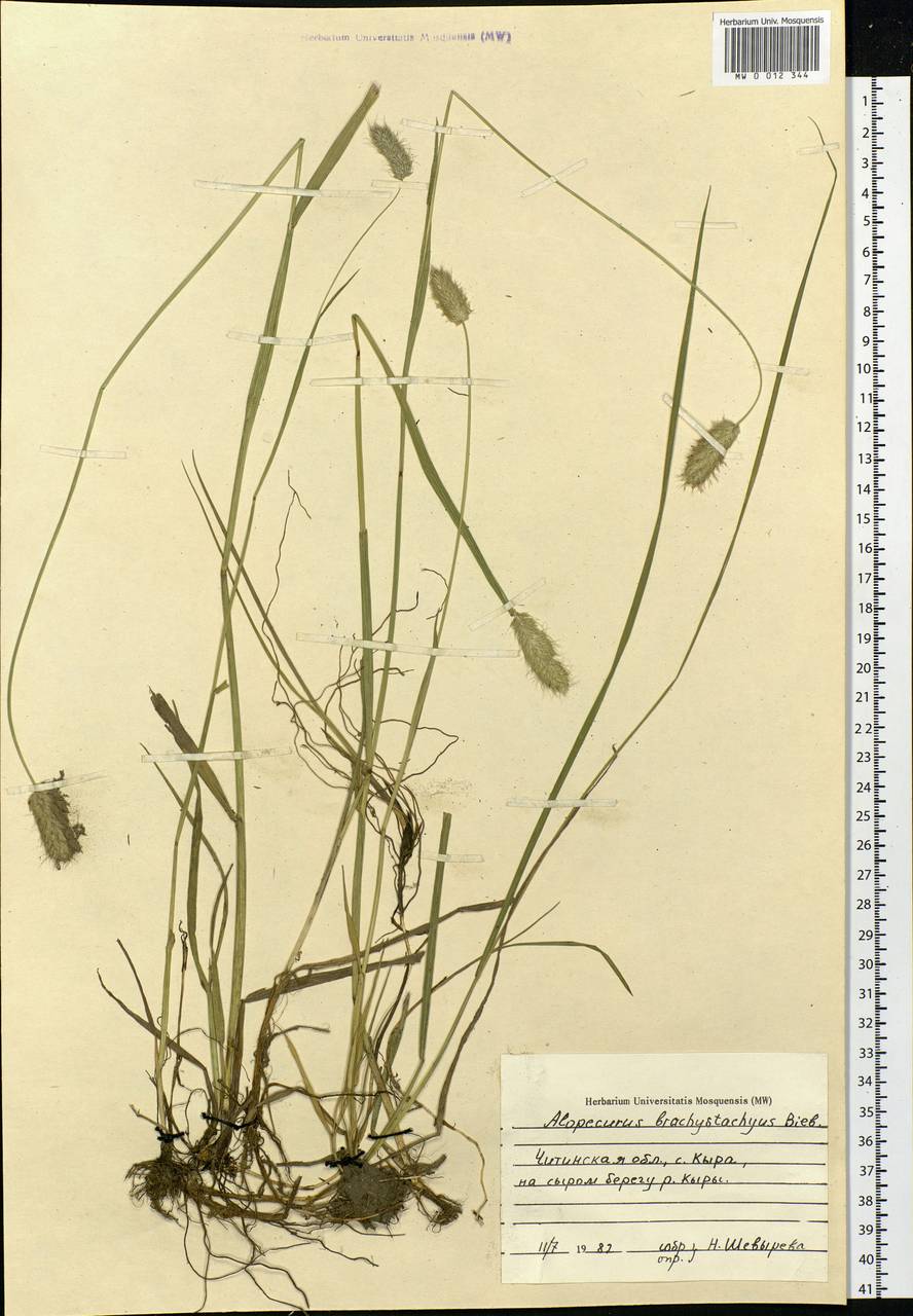 Alopecurus brachystachyus M.Bieb., Siberia, Baikal & Transbaikal region (S4) (Russia)