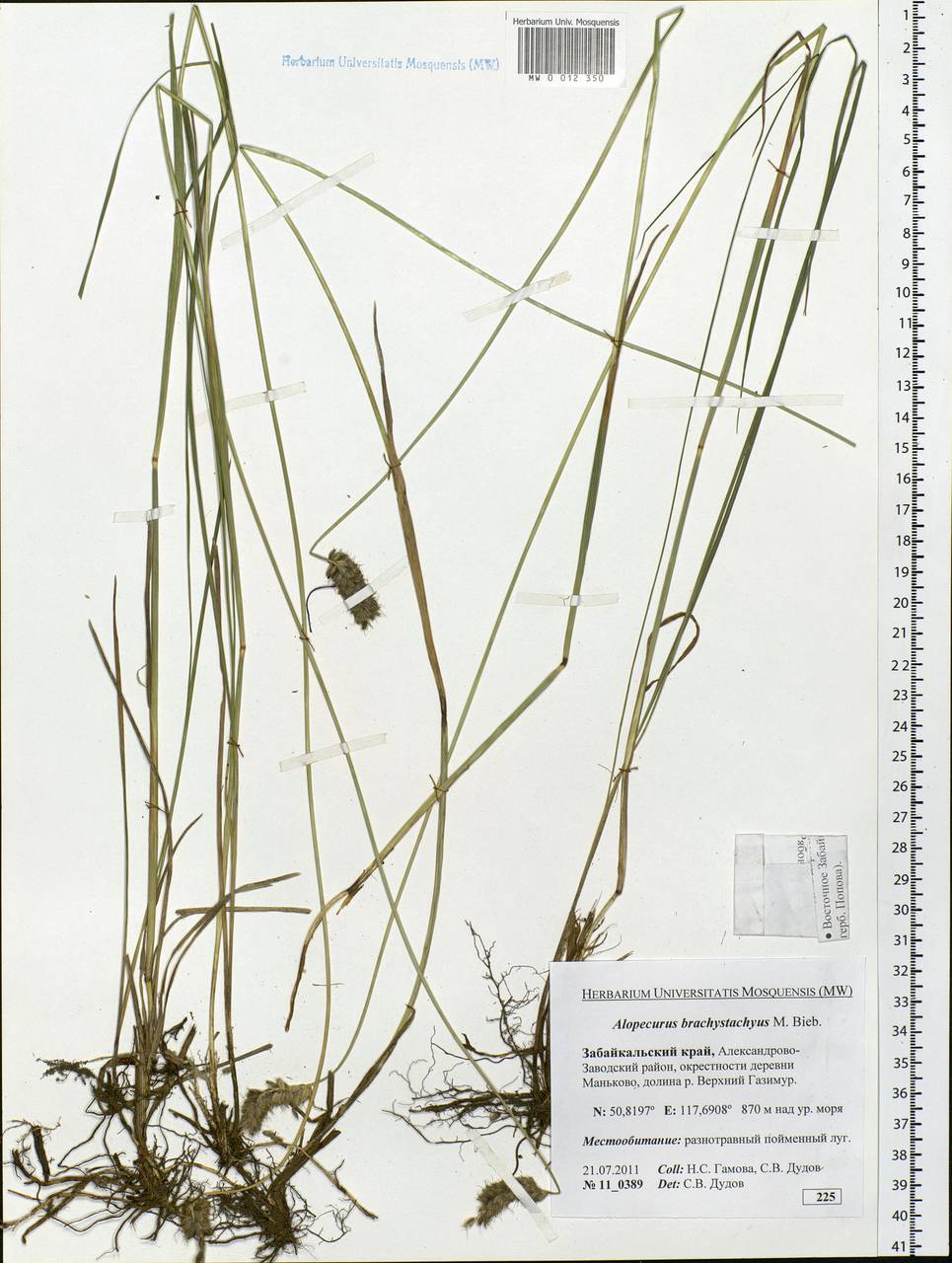 Alopecurus brachystachyus M.Bieb., Siberia, Baikal & Transbaikal region (S4) (Russia)