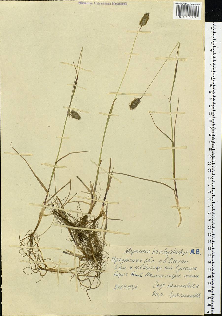 Alopecurus brachystachyus M.Bieb., Siberia, Baikal & Transbaikal region (S4) (Russia)