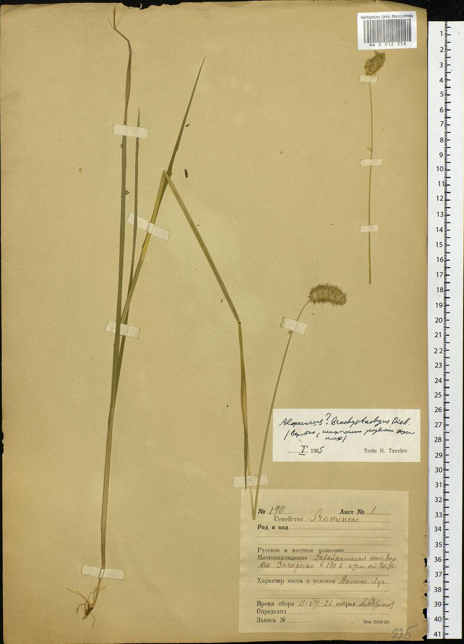 Alopecurus brachystachyus M.Bieb., Siberia, Baikal & Transbaikal region (S4) (Russia)