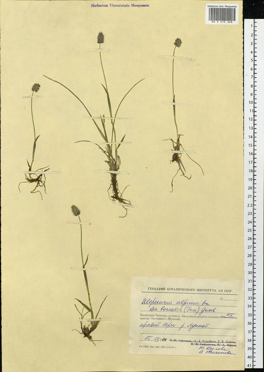 Alopecurus magellanicus Lam., Siberia, Chukotka & Kamchatka (S7) (Russia)