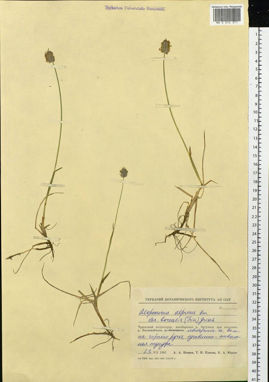 Alopecurus magellanicus Lam., Siberia, Chukotka & Kamchatka (S7) (Russia)