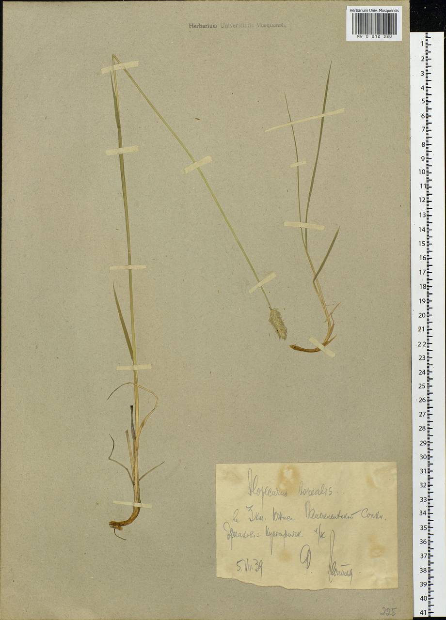 Alopecurus magellanicus Lam., Siberia, Yakutia (S5) (Russia)