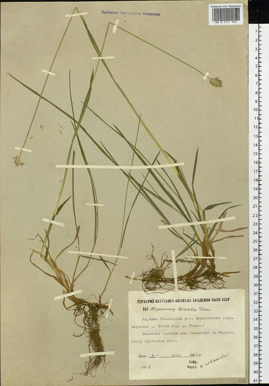 Alopecurus magellanicus Lam., Siberia, Yakutia (S5) (Russia)