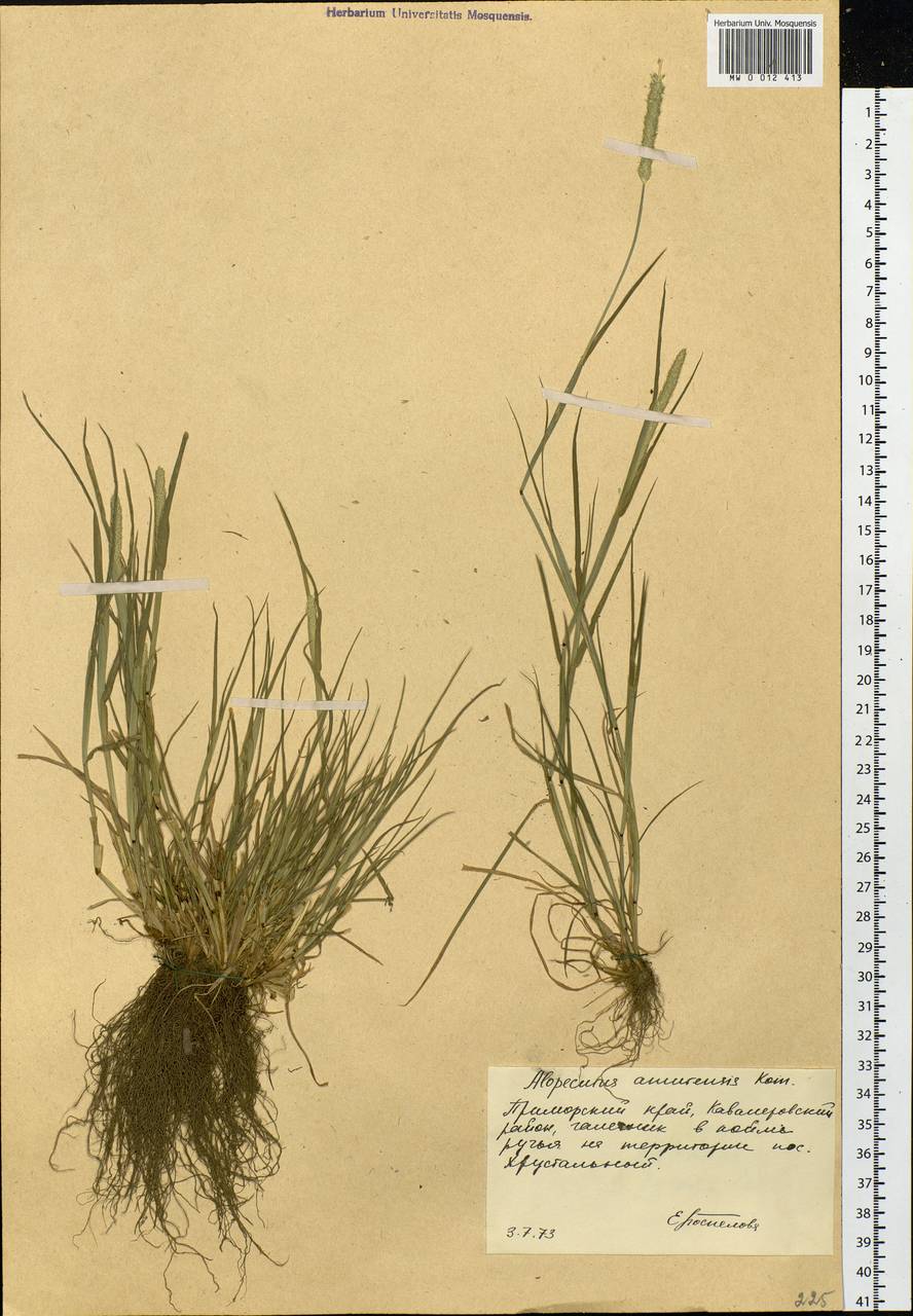 Alopecurus aequalis Sobol., Siberia, Russian Far East (S6) (Russia)