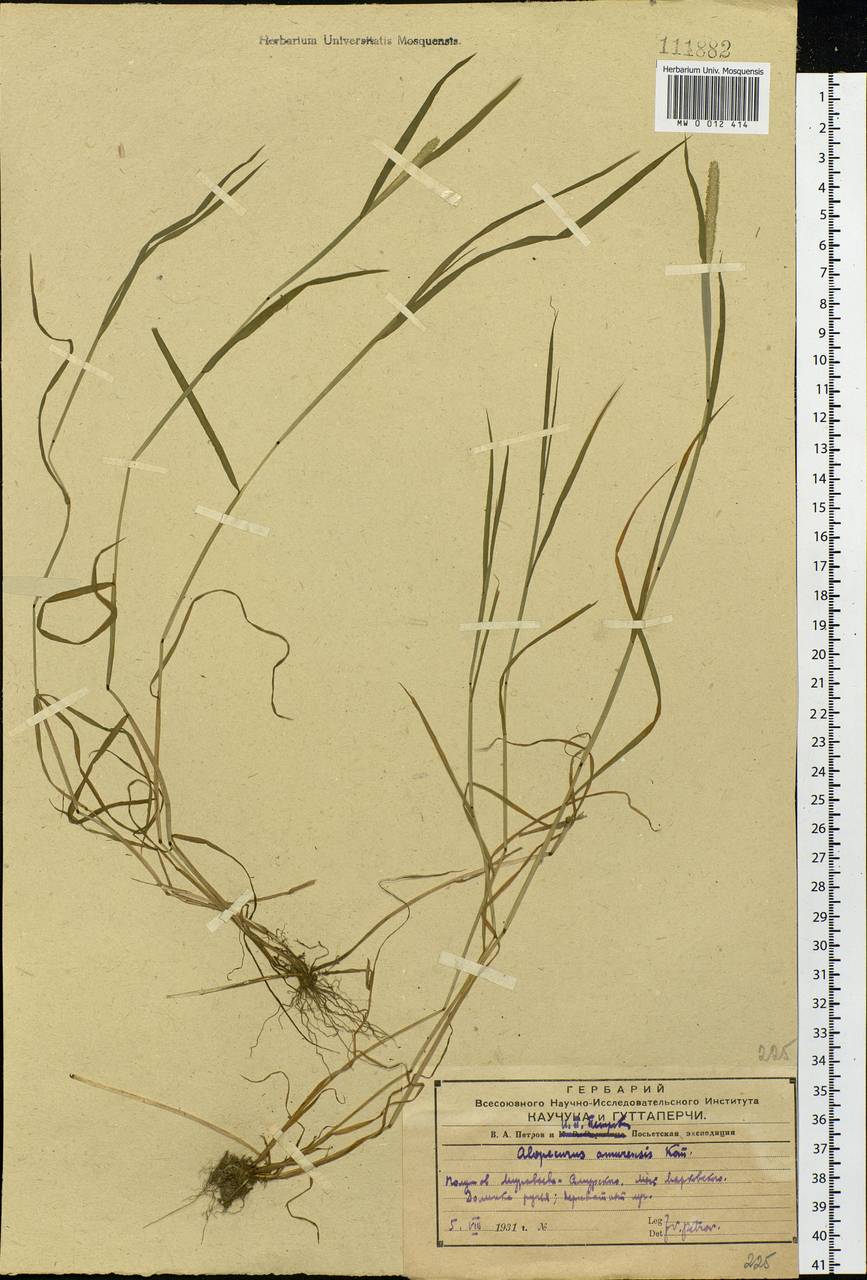 Alopecurus aequalis Sobol., Siberia, Russian Far East (S6) (Russia)