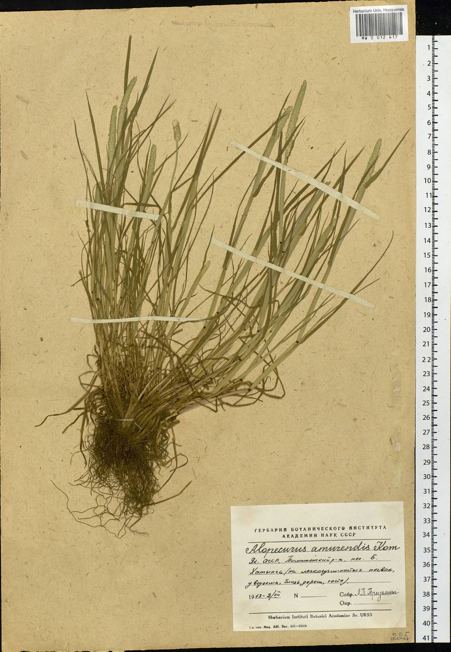 Alopecurus aequalis Sobol., Siberia, Yakutia (S5) (Russia)