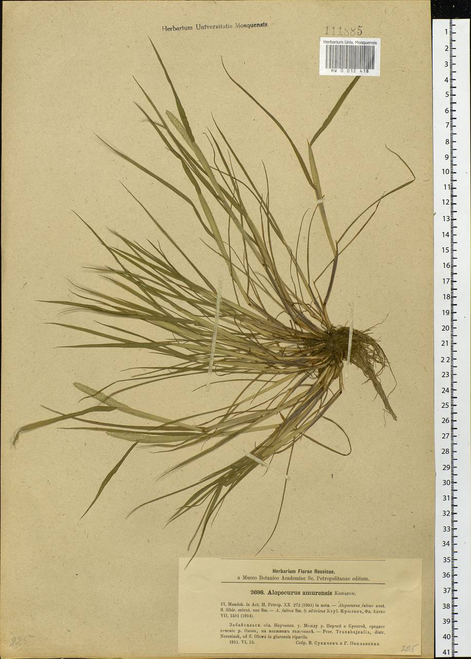 Alopecurus aequalis Sobol., Siberia, Baikal & Transbaikal region (S4) (Russia)