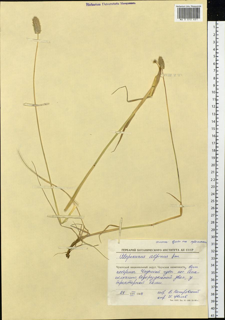 Alopecurus magellanicus Lam., Siberia, Chukotka & Kamchatka (S7) (Russia)