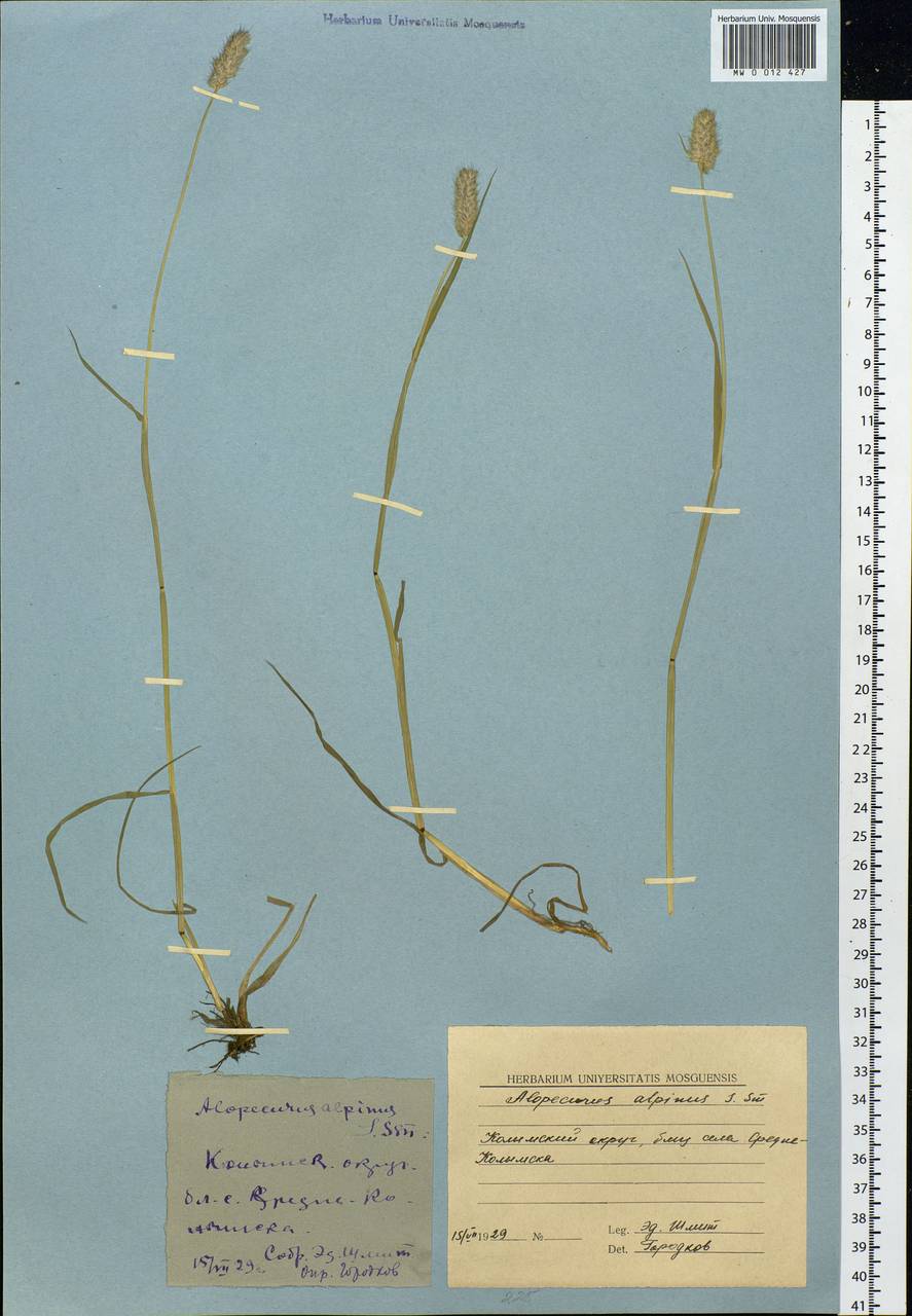 Alopecurus magellanicus Lam., Siberia, Yakutia (S5) (Russia)