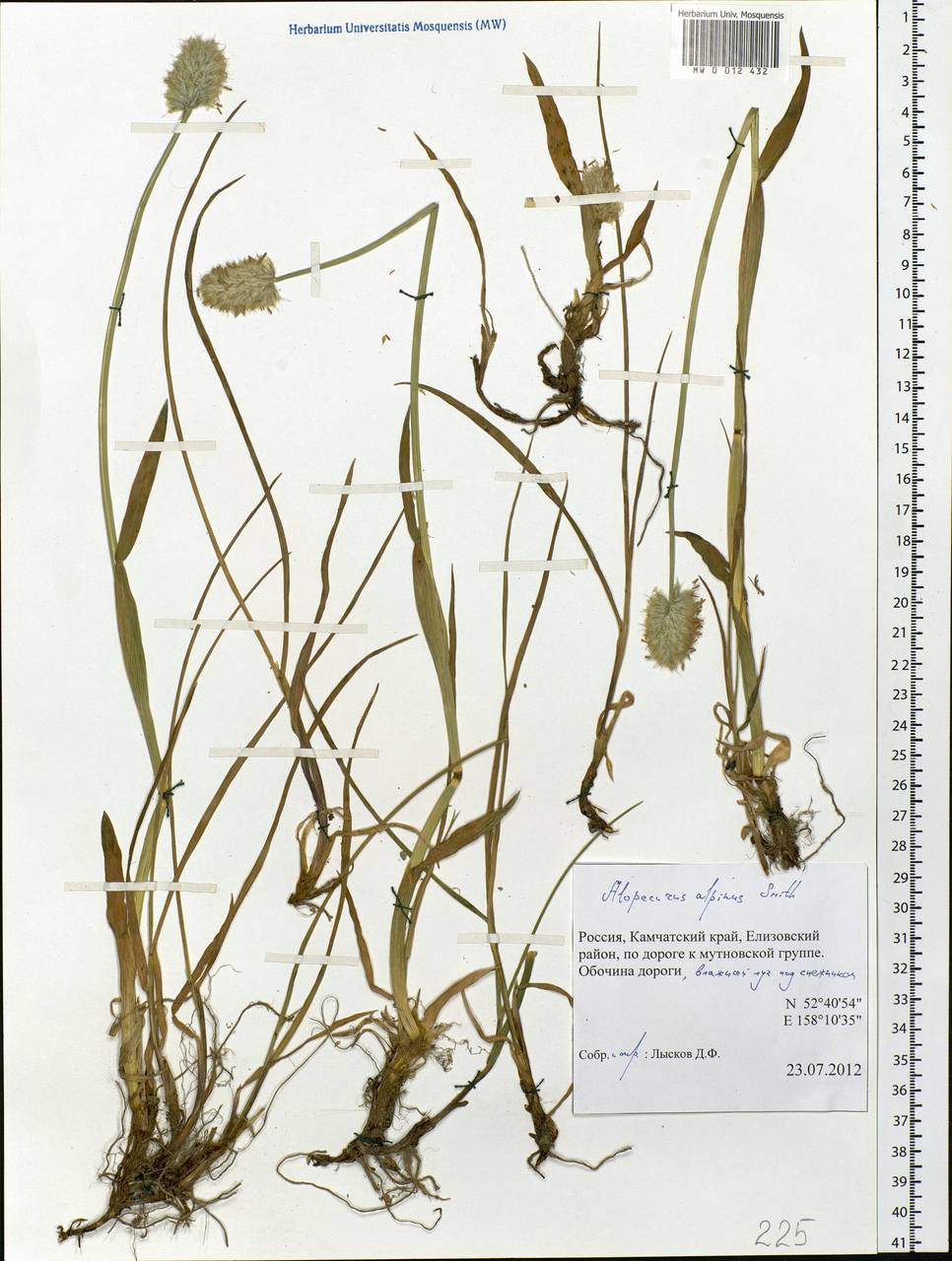 Alopecurus magellanicus Lam., Siberia, Chukotka & Kamchatka (S7) (Russia)
