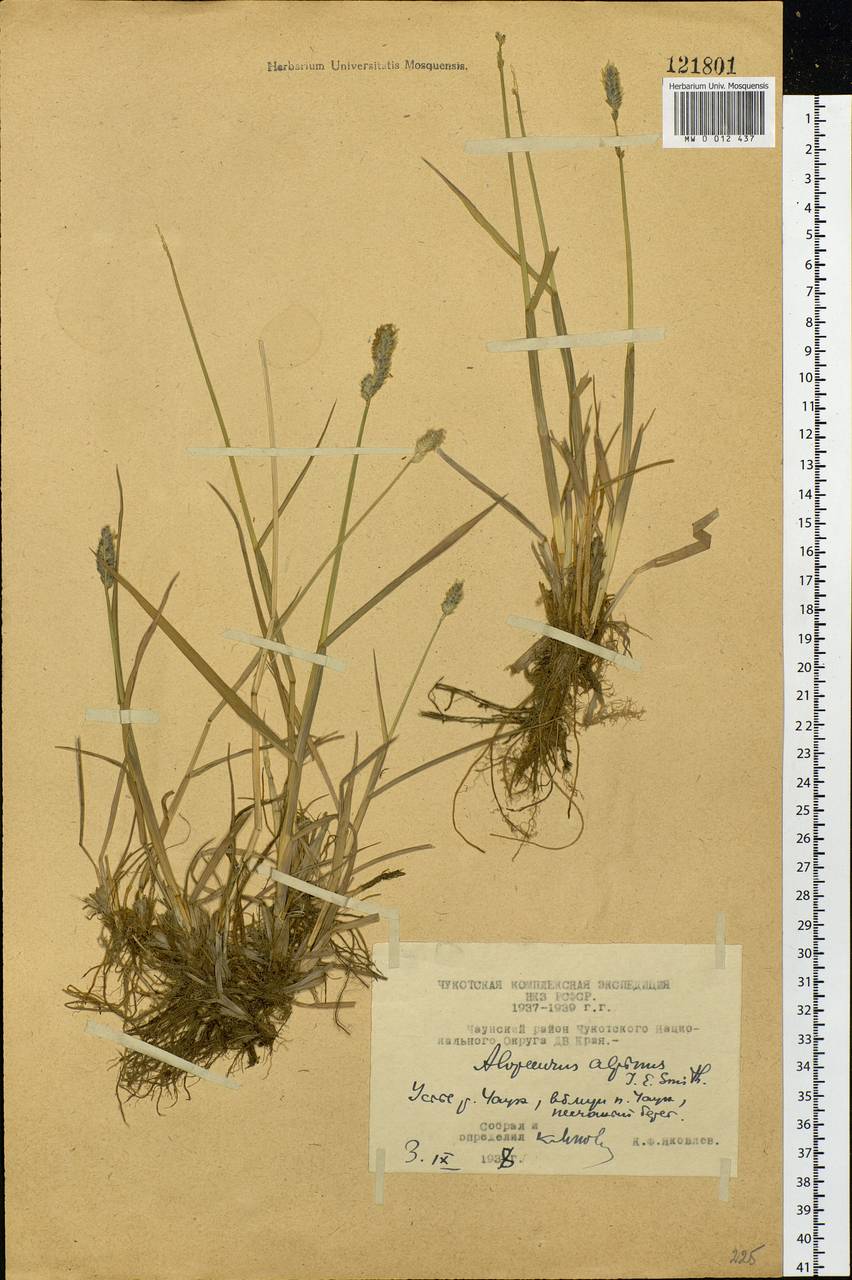 Alopecurus magellanicus Lam., Siberia, Chukotka & Kamchatka (S7) (Russia)