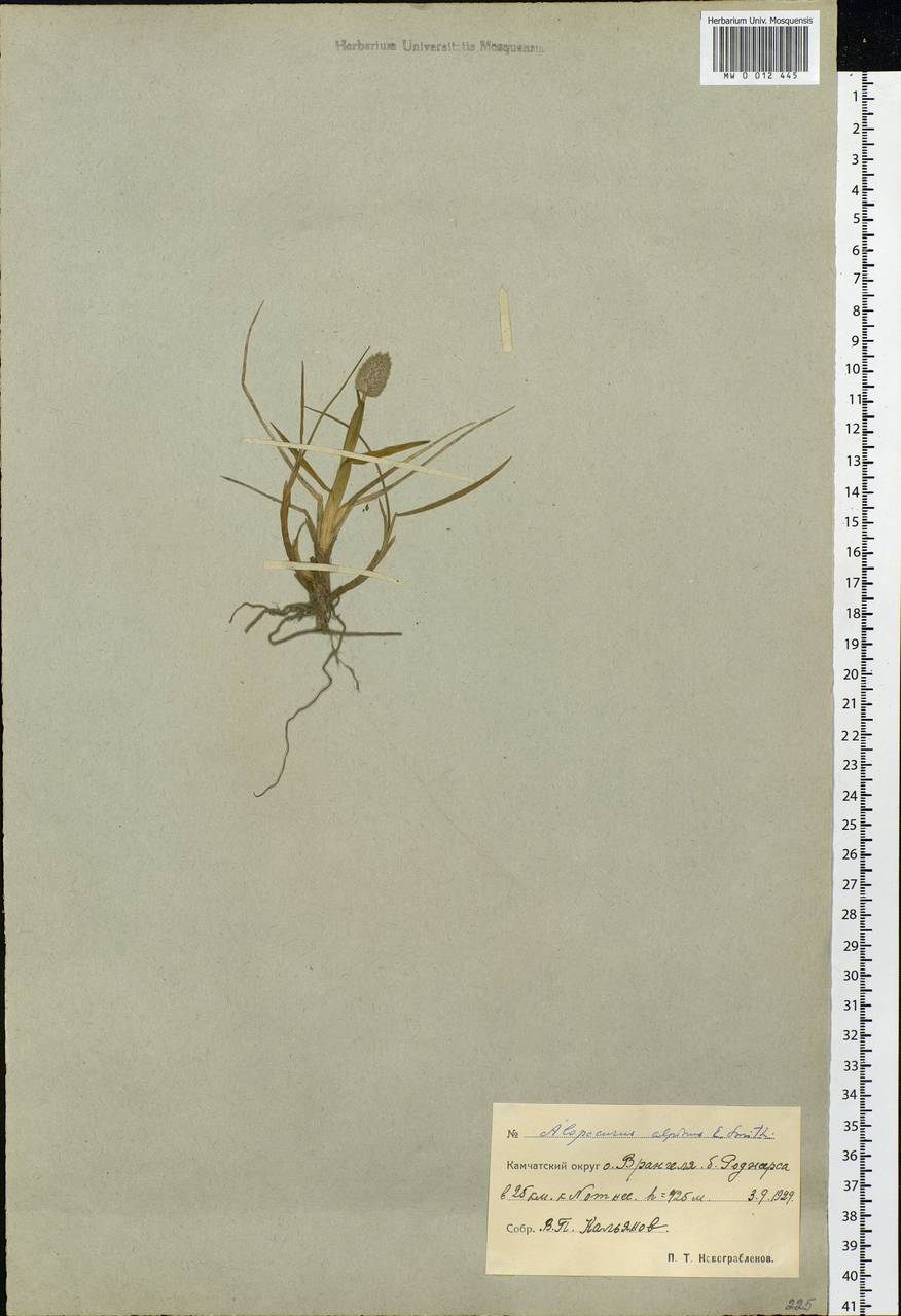 Alopecurus magellanicus Lam., Siberia, Chukotka & Kamchatka (S7) (Russia)