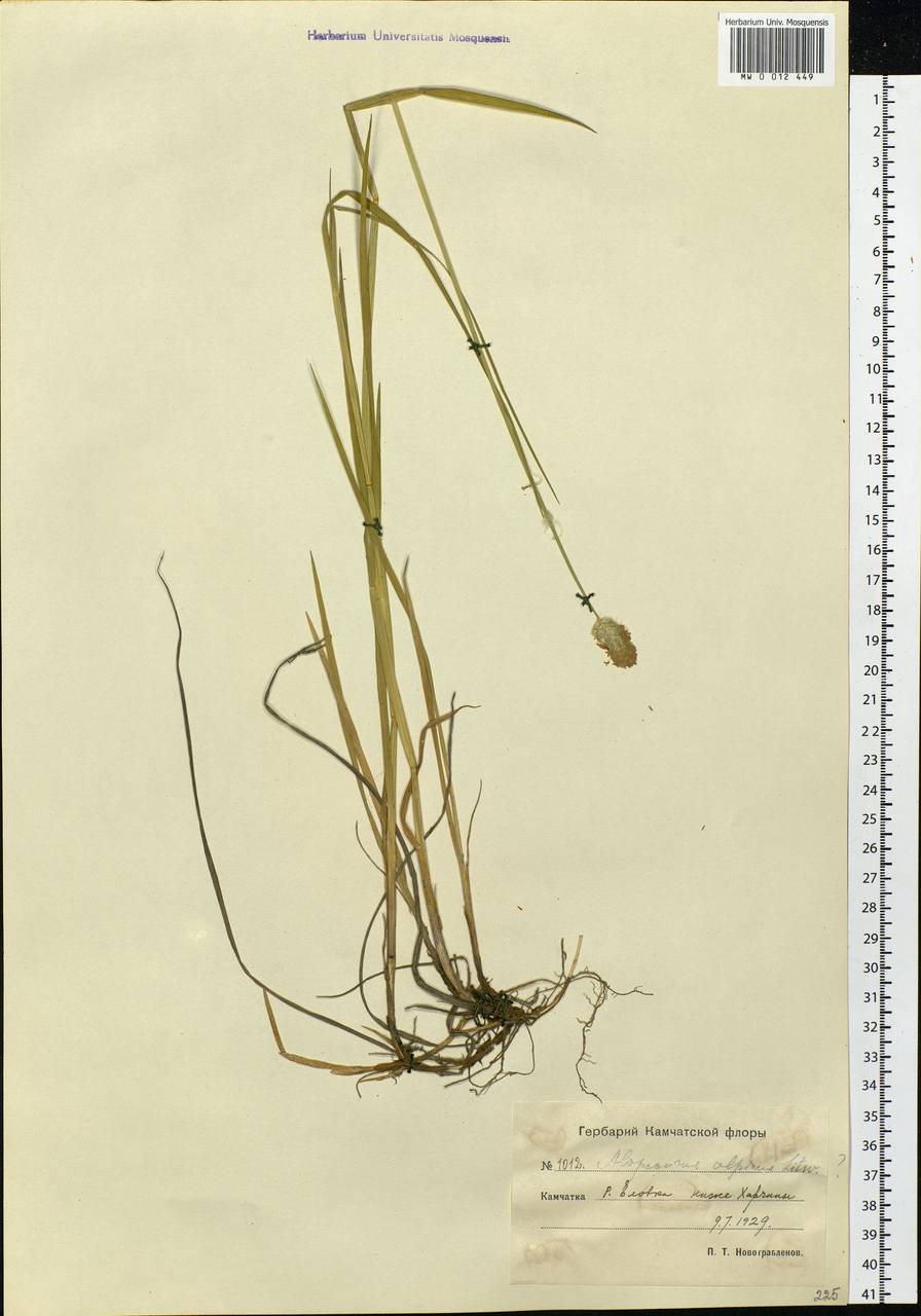 Alopecurus magellanicus Lam., Siberia, Chukotka & Kamchatka (S7) (Russia)