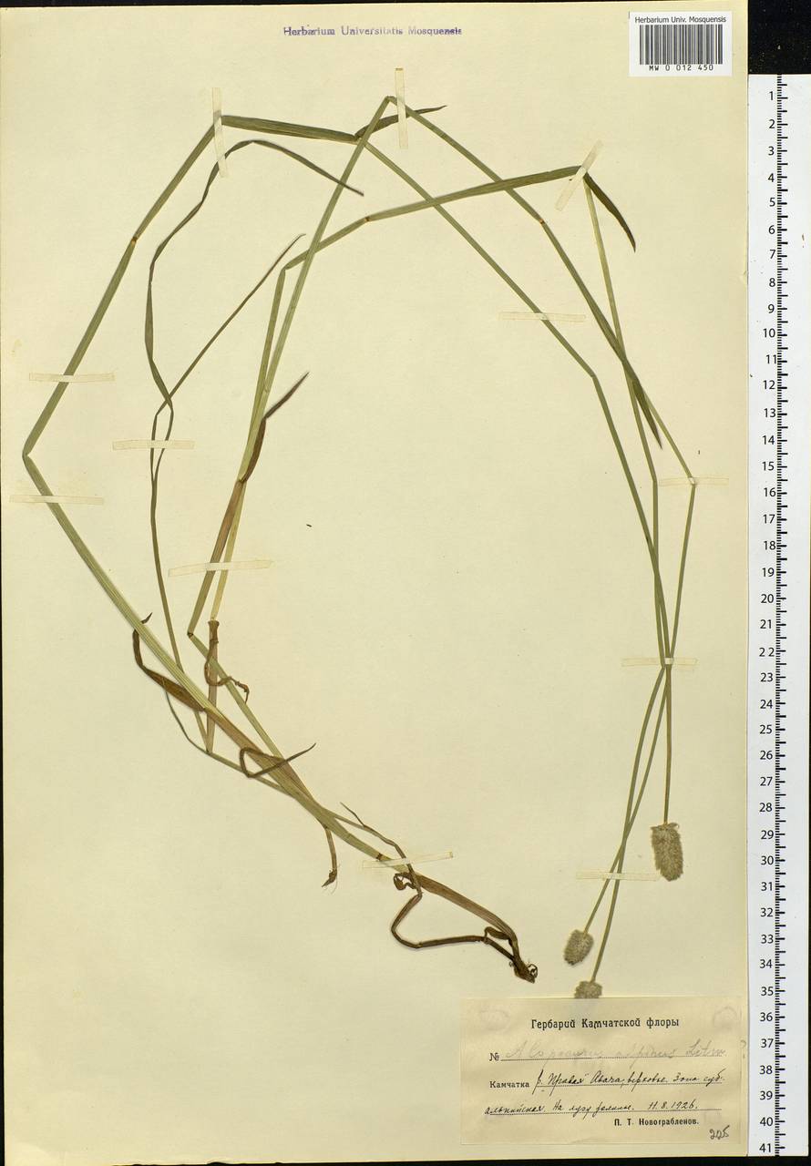 Alopecurus magellanicus Lam., Siberia, Chukotka & Kamchatka (S7) (Russia)