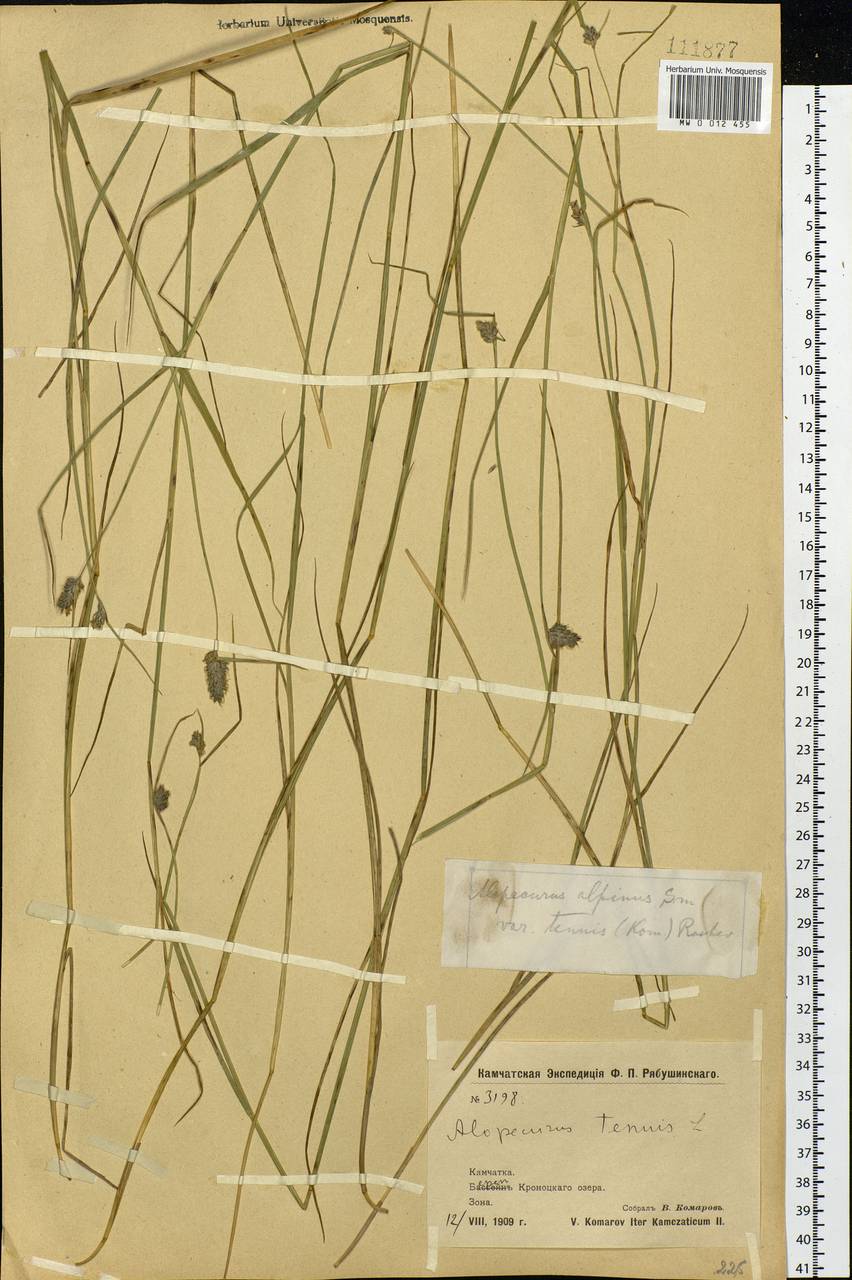 Alopecurus magellanicus Lam., Siberia, Chukotka & Kamchatka (S7) (Russia)
