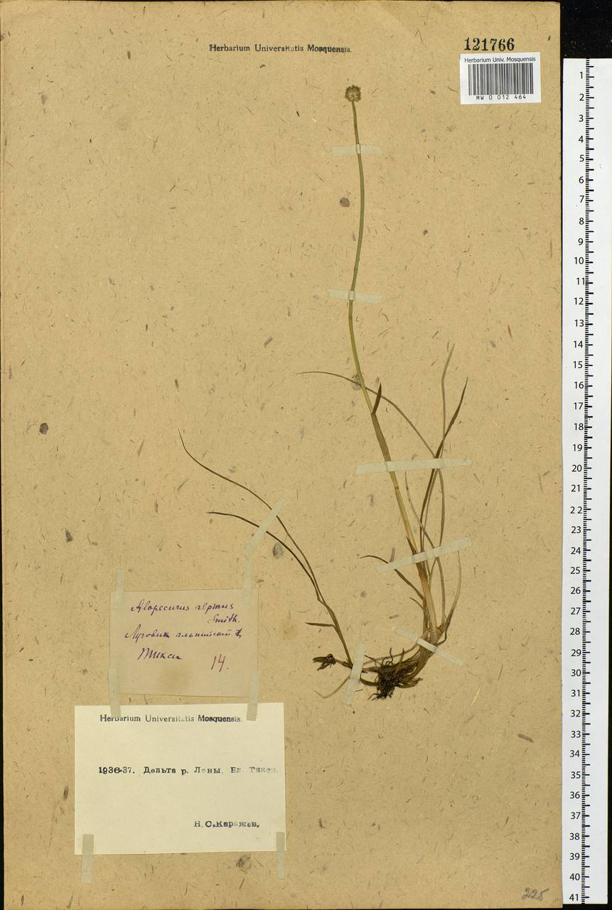 Alopecurus magellanicus Lam., Siberia, Yakutia (S5) (Russia)