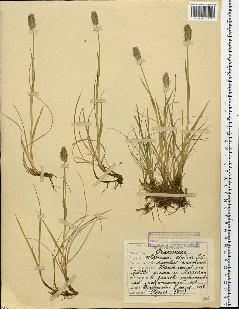 Alopecurus magellanicus Lam., Siberia, Yakutia (S5) (Russia)