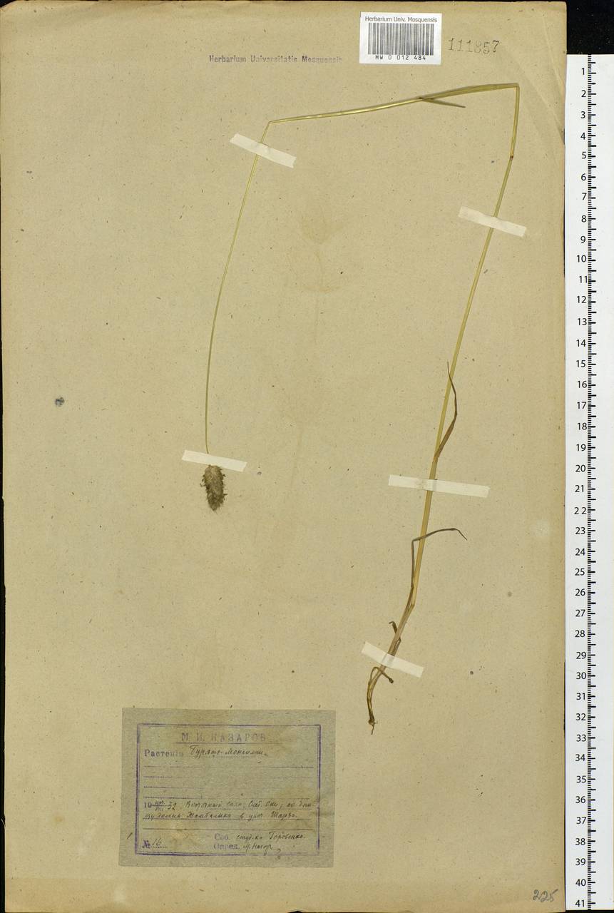 Alopecurus magellanicus Lam., Siberia, Baikal & Transbaikal region (S4) (Russia)