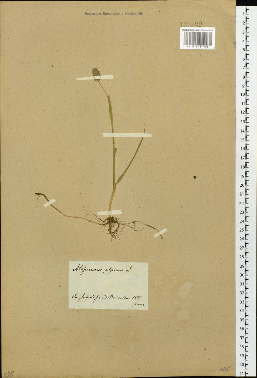 Alopecurus magellanicus Lam., Siberia, Baikal & Transbaikal region (S4) (Russia)