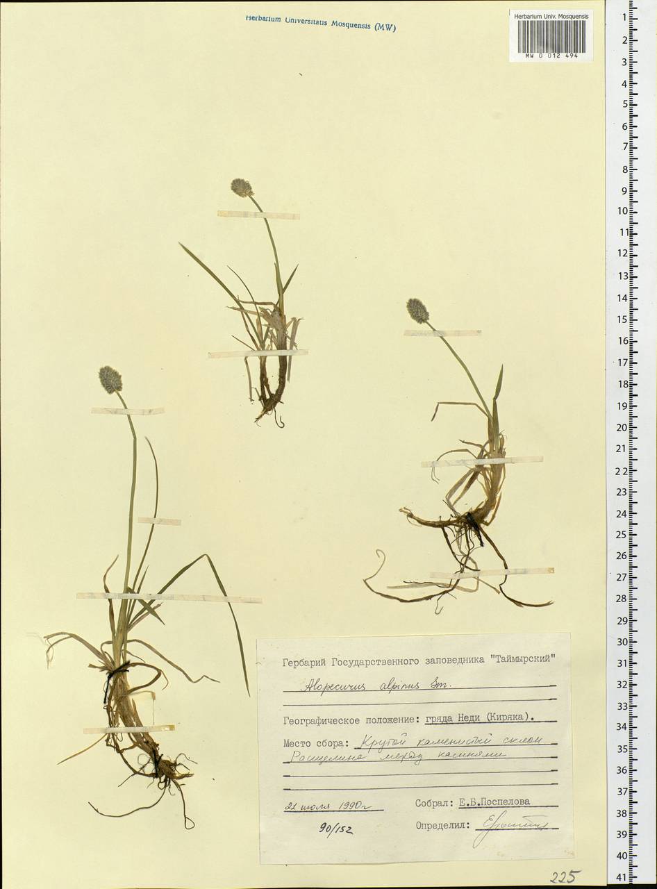 Alopecurus magellanicus Lam., Siberia, Central Siberia (S3) (Russia)