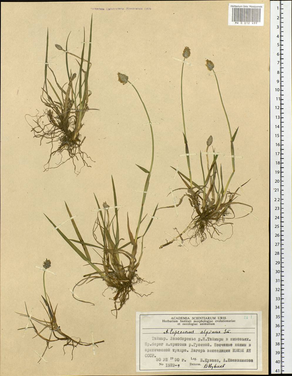 Alopecurus magellanicus Lam., Siberia, Central Siberia (S3) (Russia)