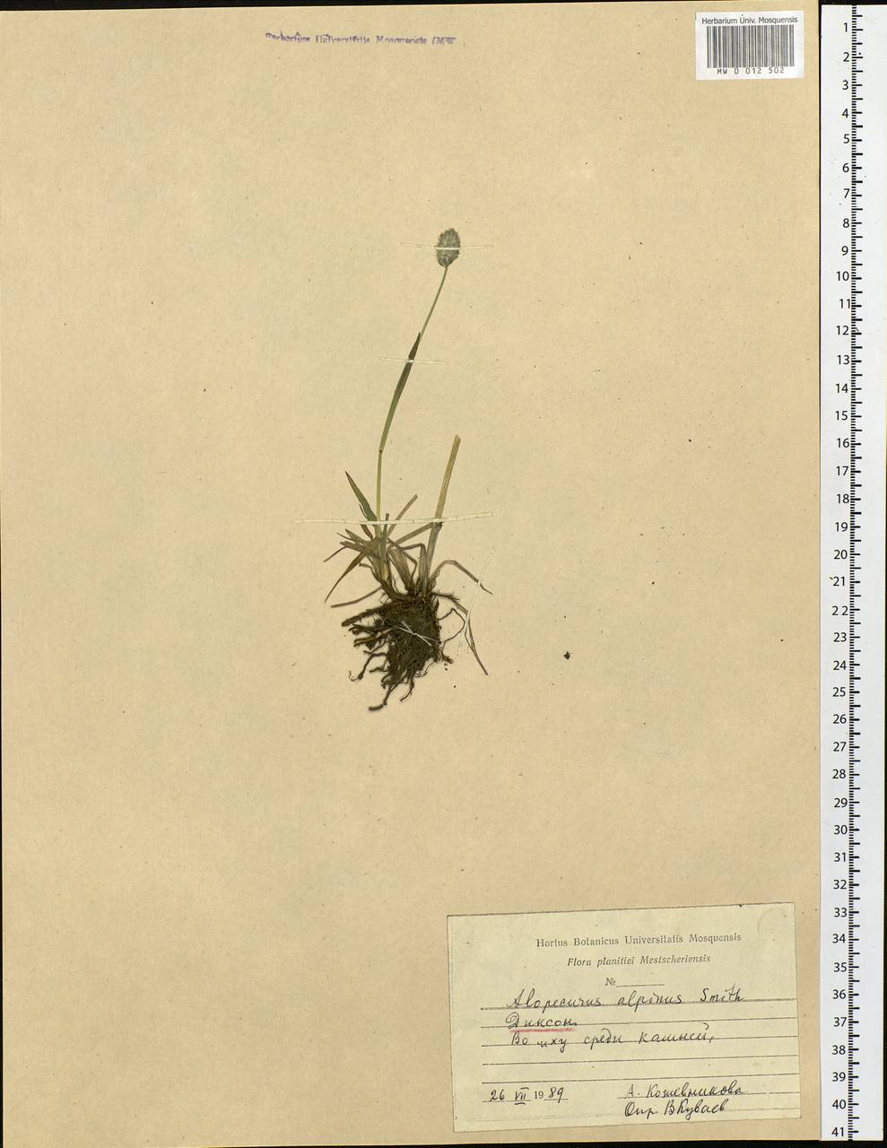 Alopecurus magellanicus Lam., Siberia, Central Siberia (S3) (Russia)
