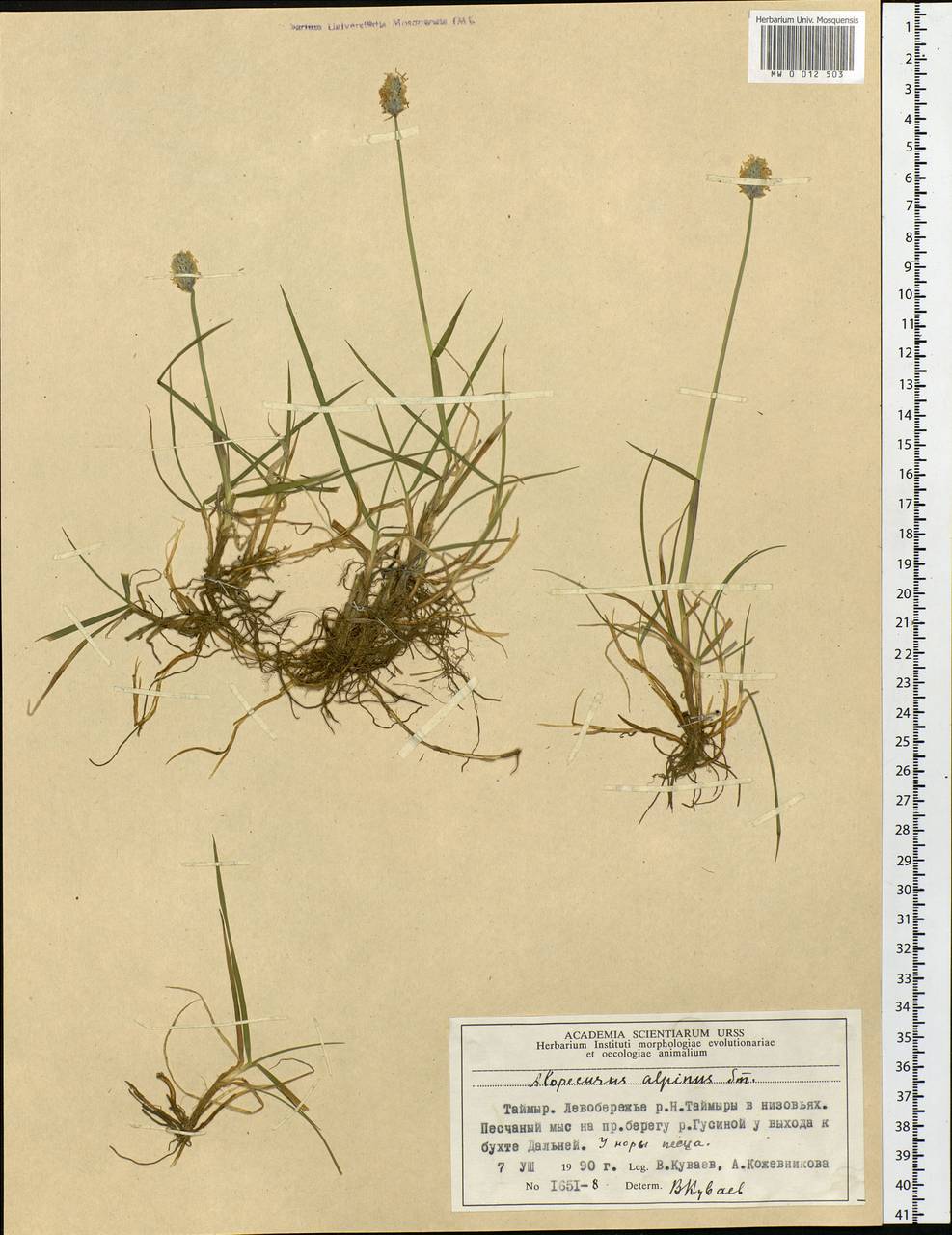 Alopecurus magellanicus Lam., Siberia, Central Siberia (S3) (Russia)