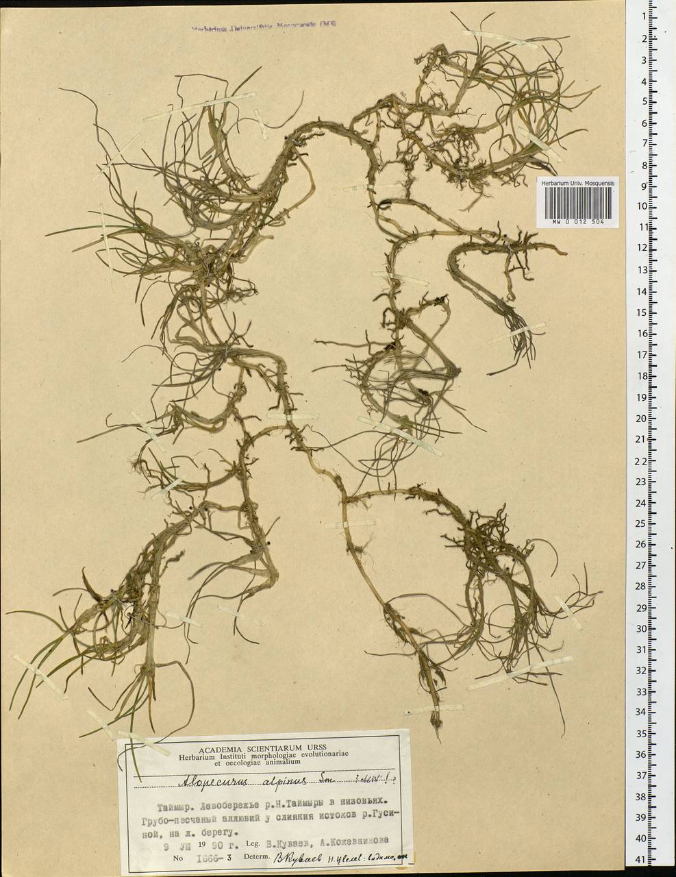 Alopecurus magellanicus Lam., Siberia, Central Siberia (S3) (Russia)