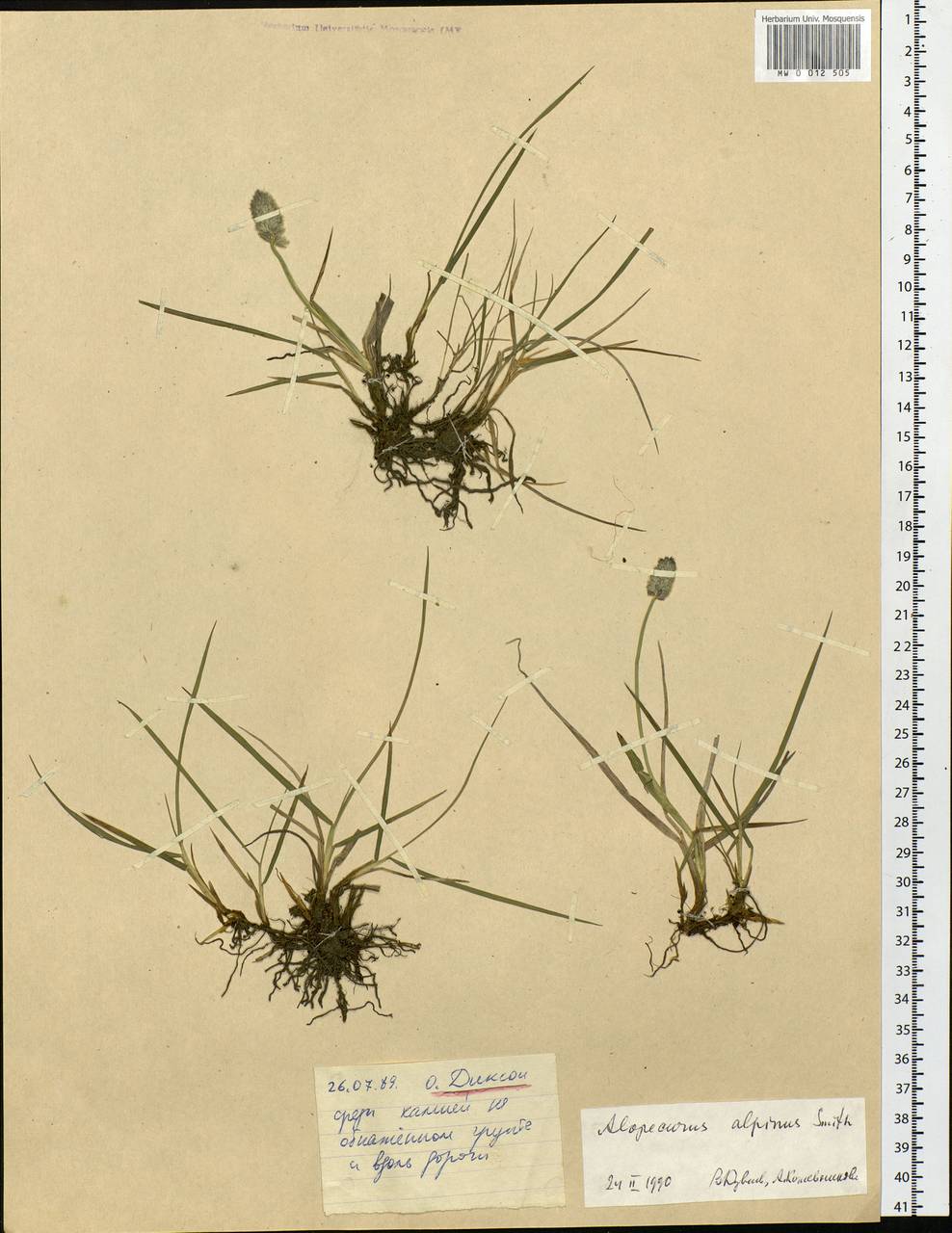 Alopecurus magellanicus Lam., Siberia, Central Siberia (S3) (Russia)