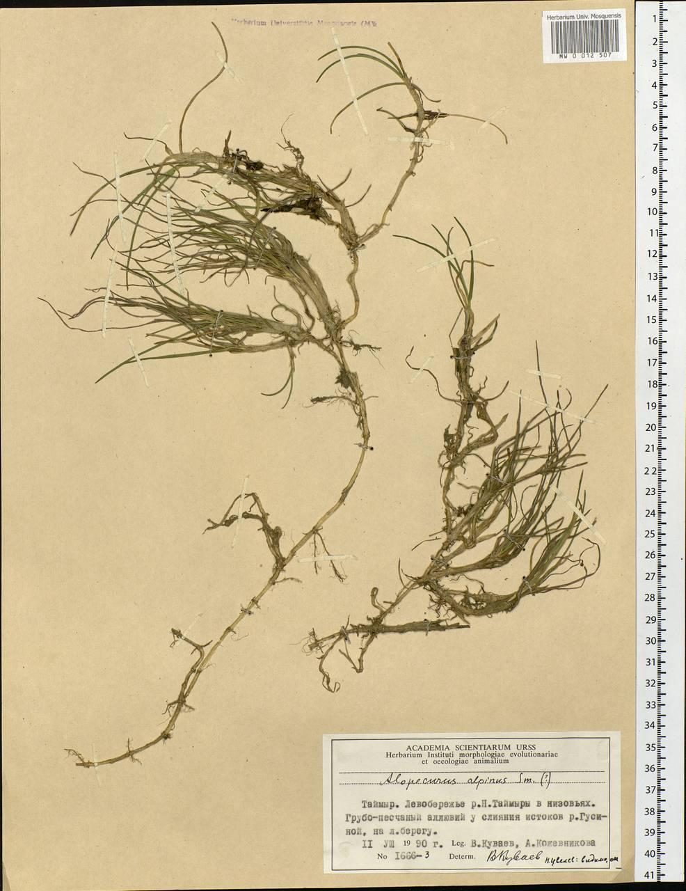 Alopecurus magellanicus Lam., Siberia, Central Siberia (S3) (Russia)