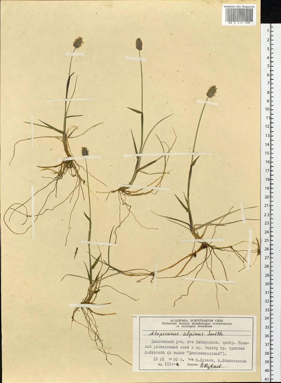 Alopecurus magellanicus Lam., Siberia, Central Siberia (S3) (Russia)