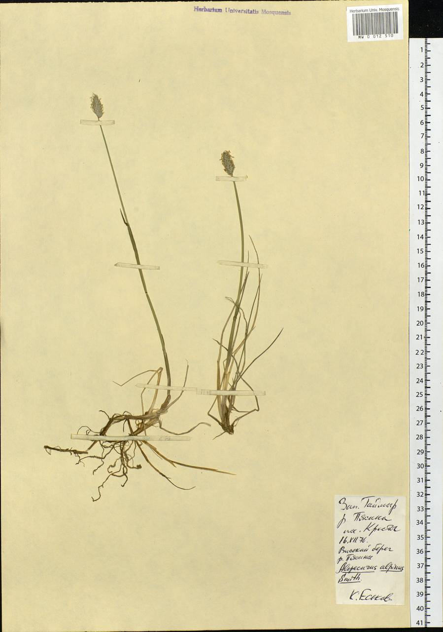 Alopecurus magellanicus Lam., Siberia, Central Siberia (S3) (Russia)