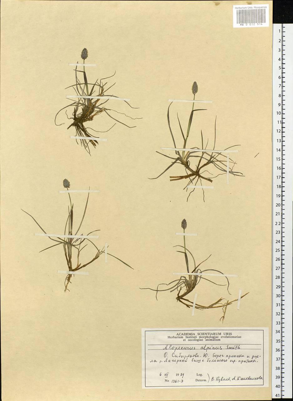 Alopecurus magellanicus Lam., Siberia, Central Siberia (S3) (Russia)