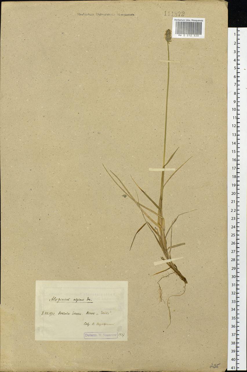Alopecurus magellanicus Lam., Siberia, Central Siberia (S3) (Russia)