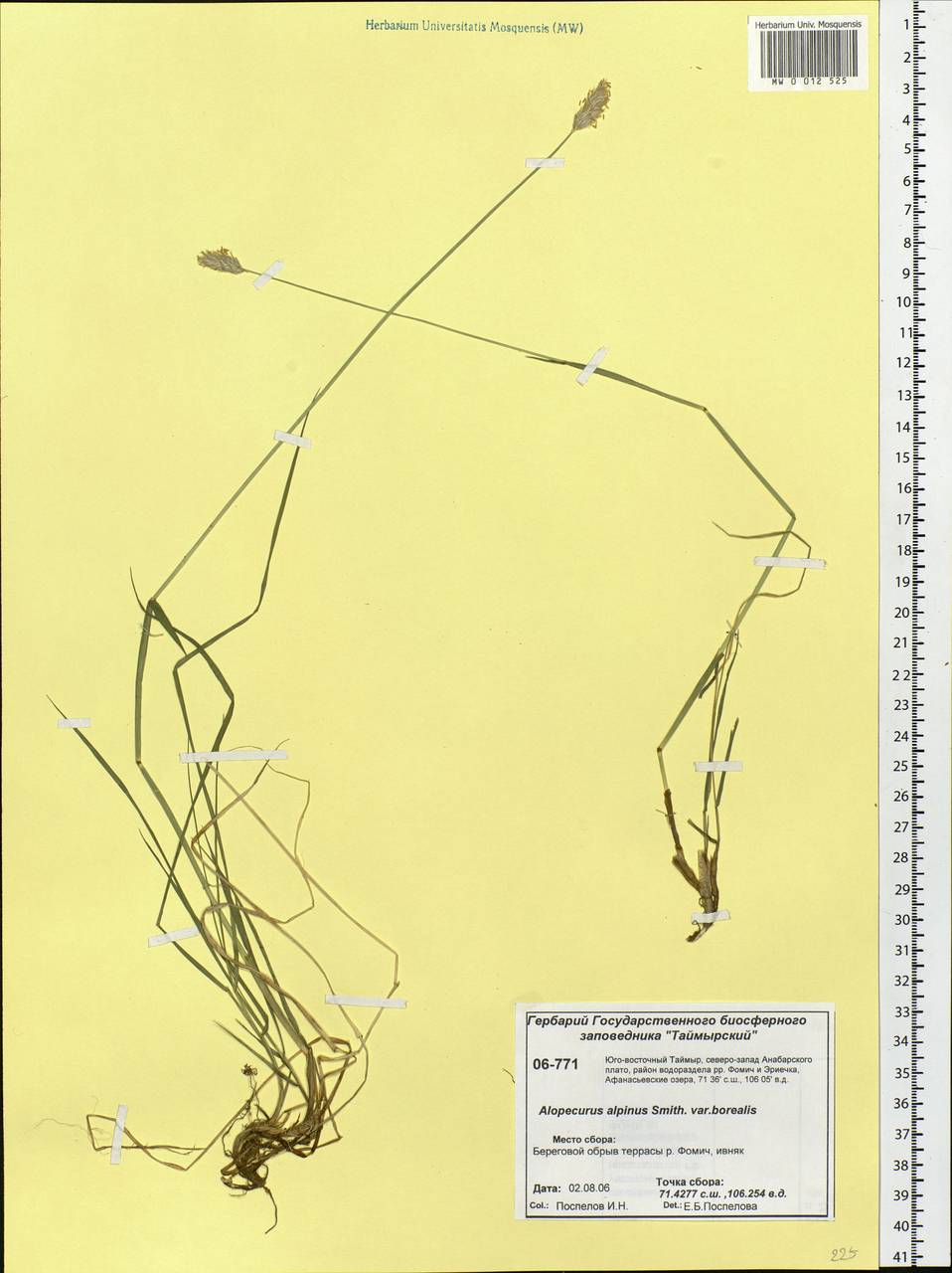 Alopecurus magellanicus Lam., Siberia, Central Siberia (S3) (Russia)