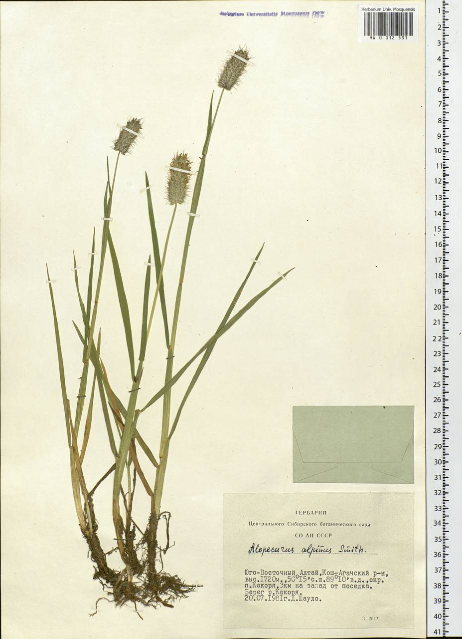 Alopecurus magellanicus Lam., Siberia, Altai & Sayany Mountains (S2) (Russia)