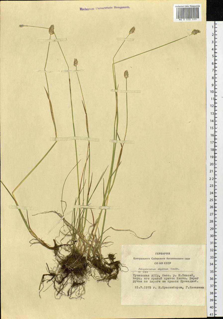 Alopecurus magellanicus Lam., Siberia, Altai & Sayany Mountains (S2) (Russia)