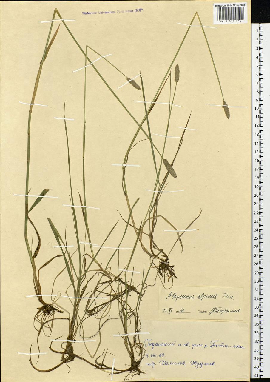 Alopecurus magellanicus Lam., Siberia, Western Siberia (S1) (Russia)