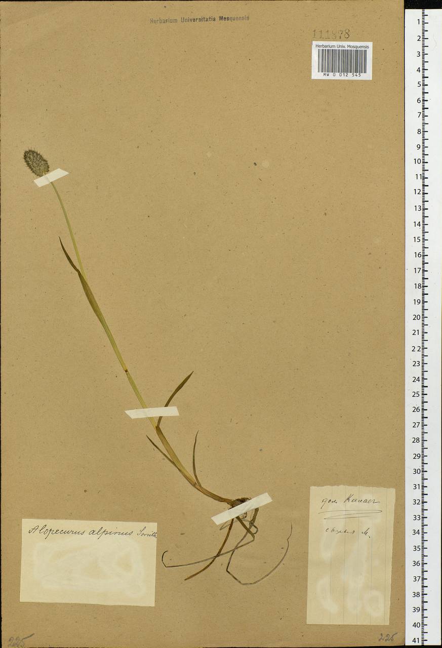 Alopecurus magellanicus Lam., Siberia, Western (Kazakhstan) Altai Mountains (S2a) (Kazakhstan)