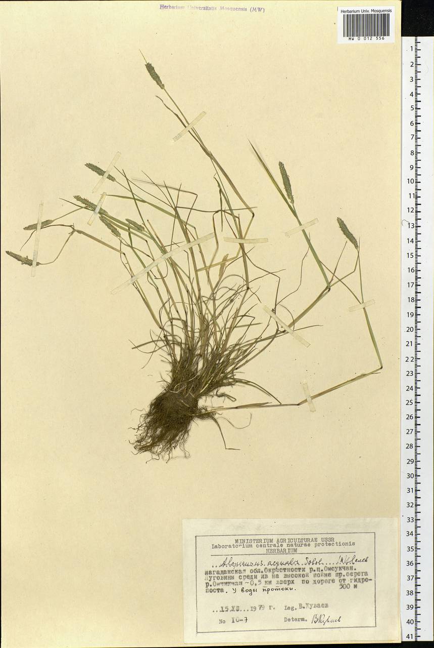 Alopecurus aequalis Sobol., Siberia, Chukotka & Kamchatka (S7) (Russia)