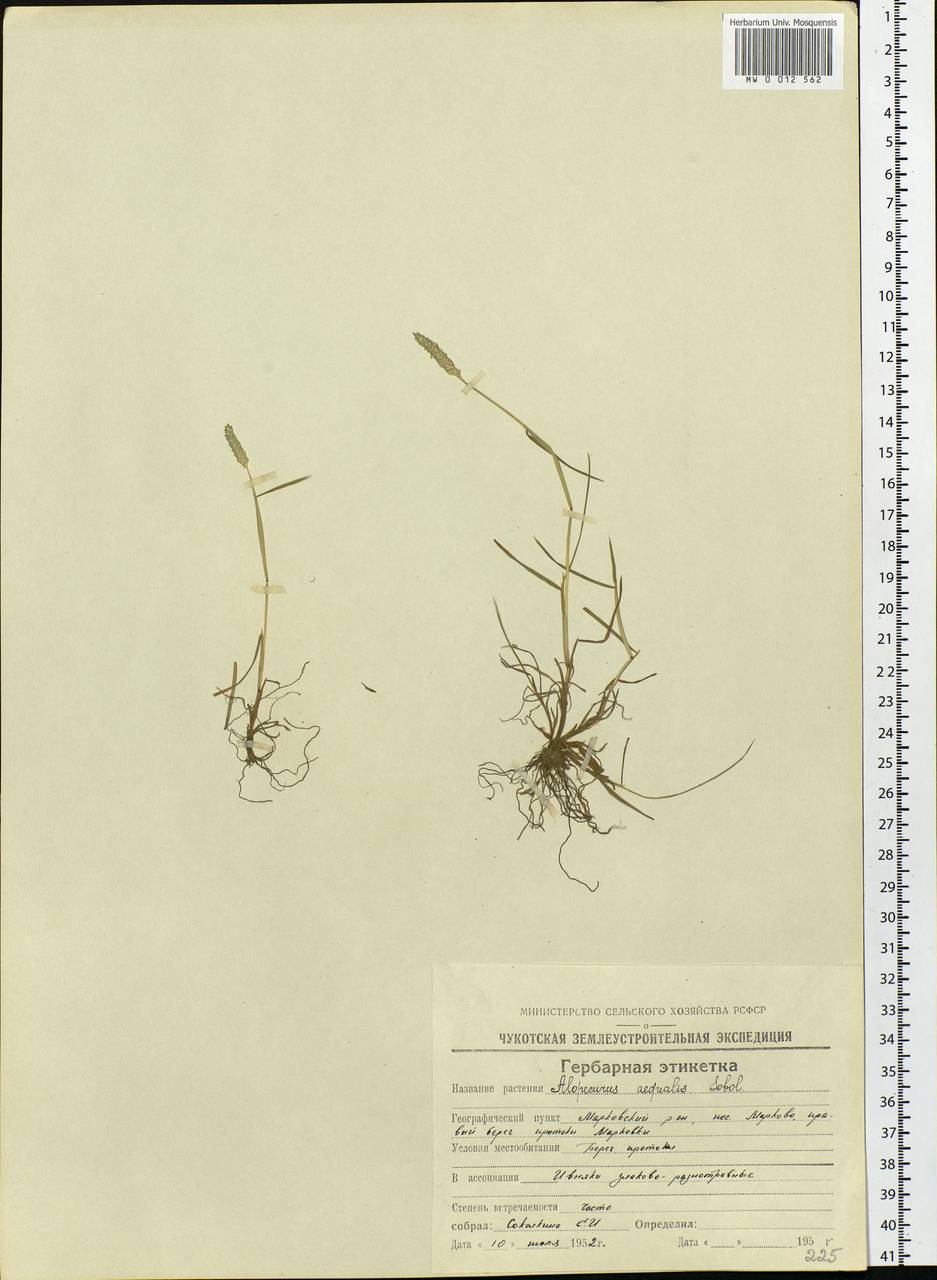 Alopecurus aequalis Sobol., Siberia, Chukotka & Kamchatka (S7) (Russia)
