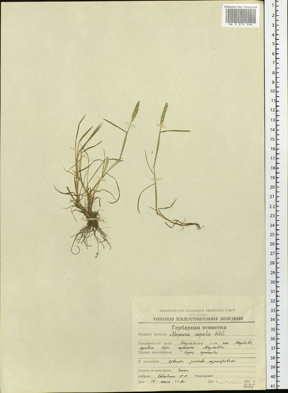 Alopecurus aequalis Sobol., Siberia, Chukotka & Kamchatka (S7) (Russia)