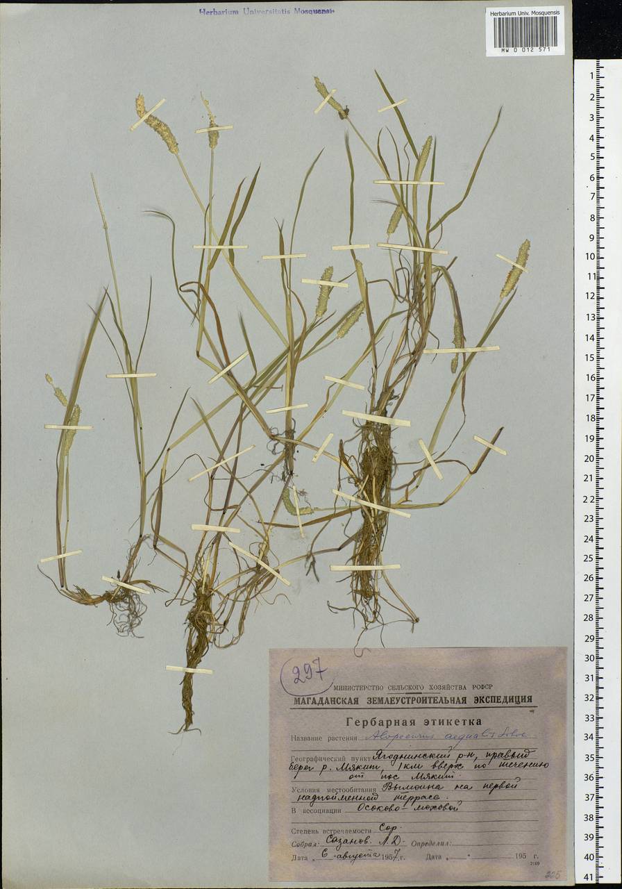 Alopecurus aequalis Sobol., Siberia, Chukotka & Kamchatka (S7) (Russia)