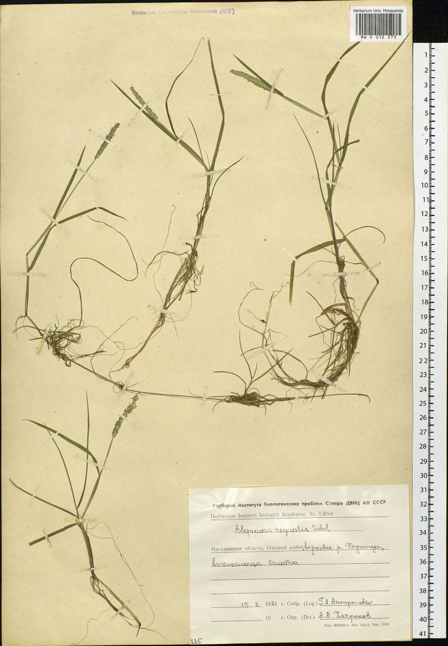 Alopecurus aequalis Sobol., Siberia, Chukotka & Kamchatka (S7) (Russia)