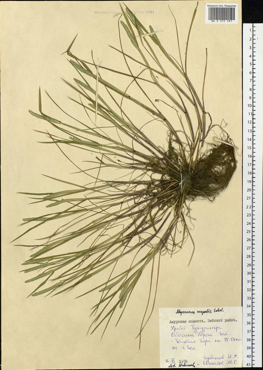 Alopecurus aequalis Sobol., Siberia, Russian Far East (S6) (Russia)